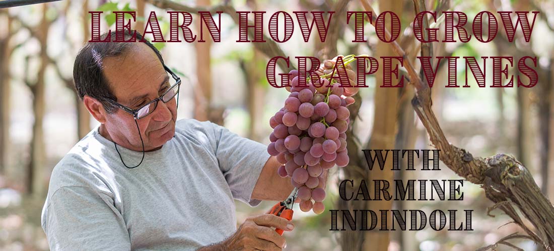 Learn How to Grow Grape Vines in Sonoma County