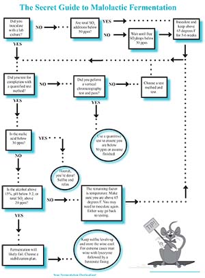 Kombucha Process Flow Chart