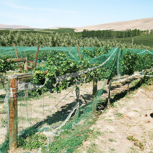 vineyard bird netting