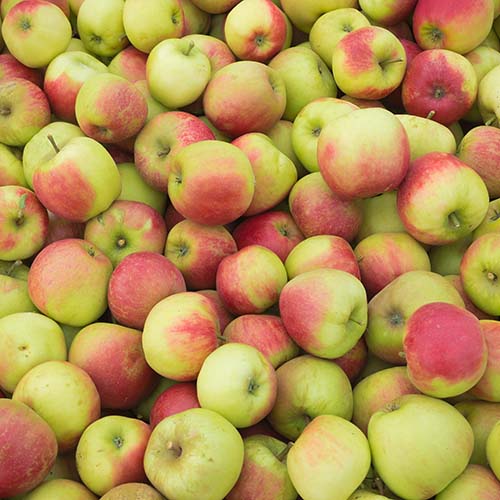 https://www.thebeveragepeople.com/media/images/Apples-for-Sale.jpg