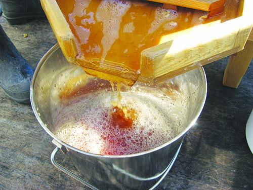 Juicing apples for homemade apple cider
