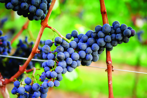 Vineyard Management Part 2: Maintaining a Small Vineyard, Saturday, February 29, 2020. 1 - 4:30 pm
