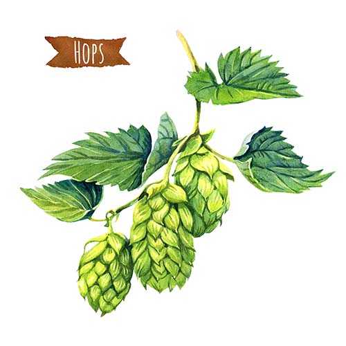 FREE! Demo and Discuss: Help Evaluate and Select New Hops Varieties - Saturday, January 25, 2020. 10:30 AM