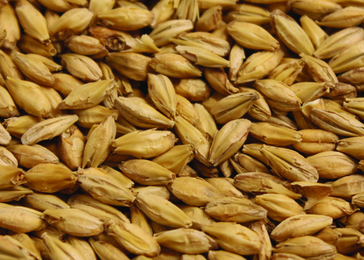 Malt_American_2row