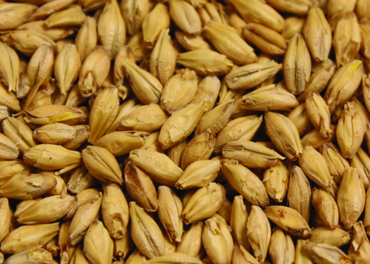 Malt_American_2row_Organic