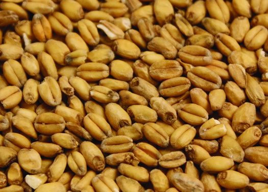 Malt_American_White_Wheat