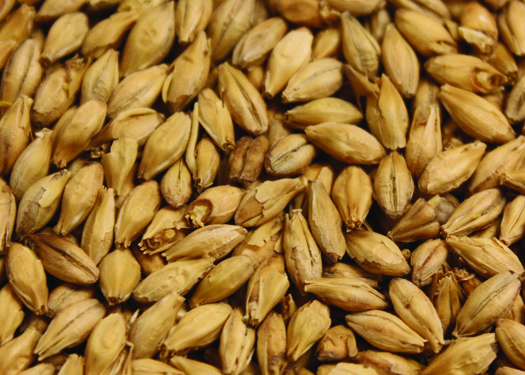 Malt_Belgian_Pilsener