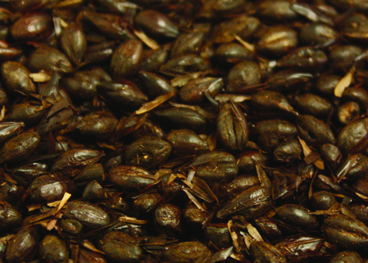 Briess Black Roasted Barley - Unmalted - 500L - 1 lb.