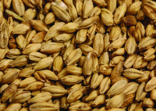 Malt_Distillers_6row