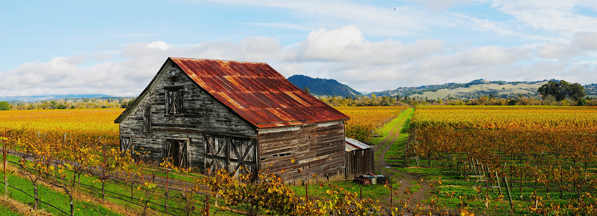 vineyard of grapes