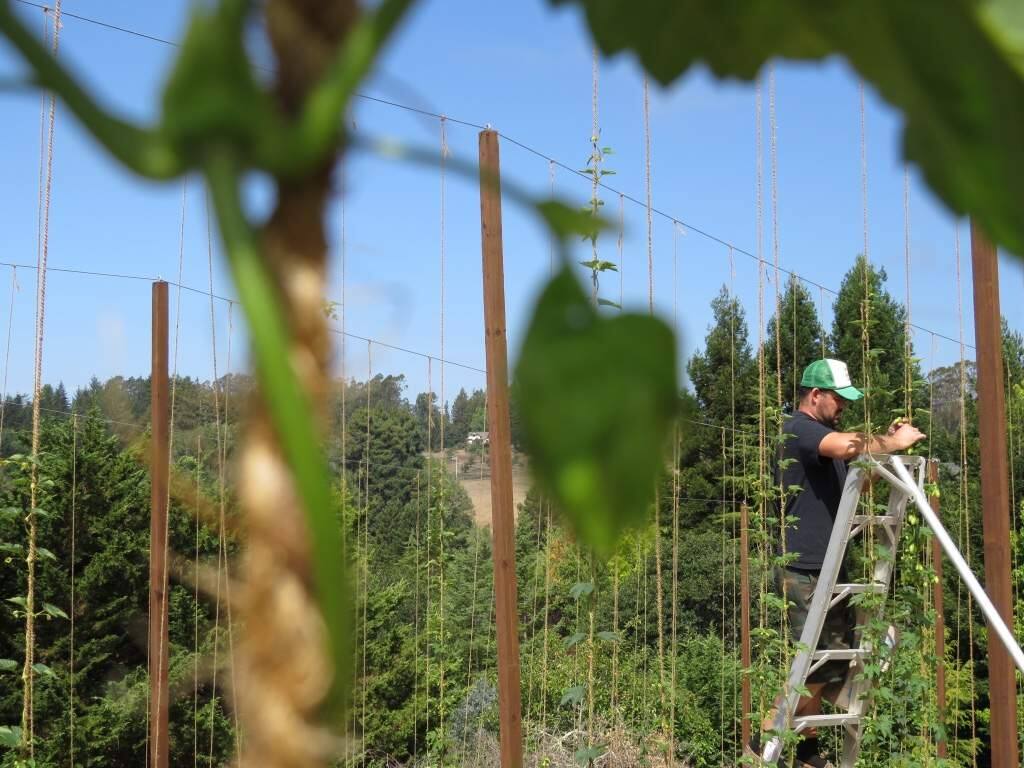 DISCONTINUED - LOCAL GROWN IN SEBASTOPOL - 2 oz. Cascade Raw Hops - 2020 Crop Year 1