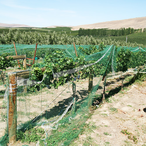 grape netting