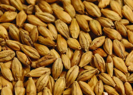 German Kolsch Malt - (2 L) - 1 lb.