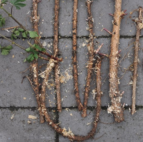 Hop rhizomes for hops plant.